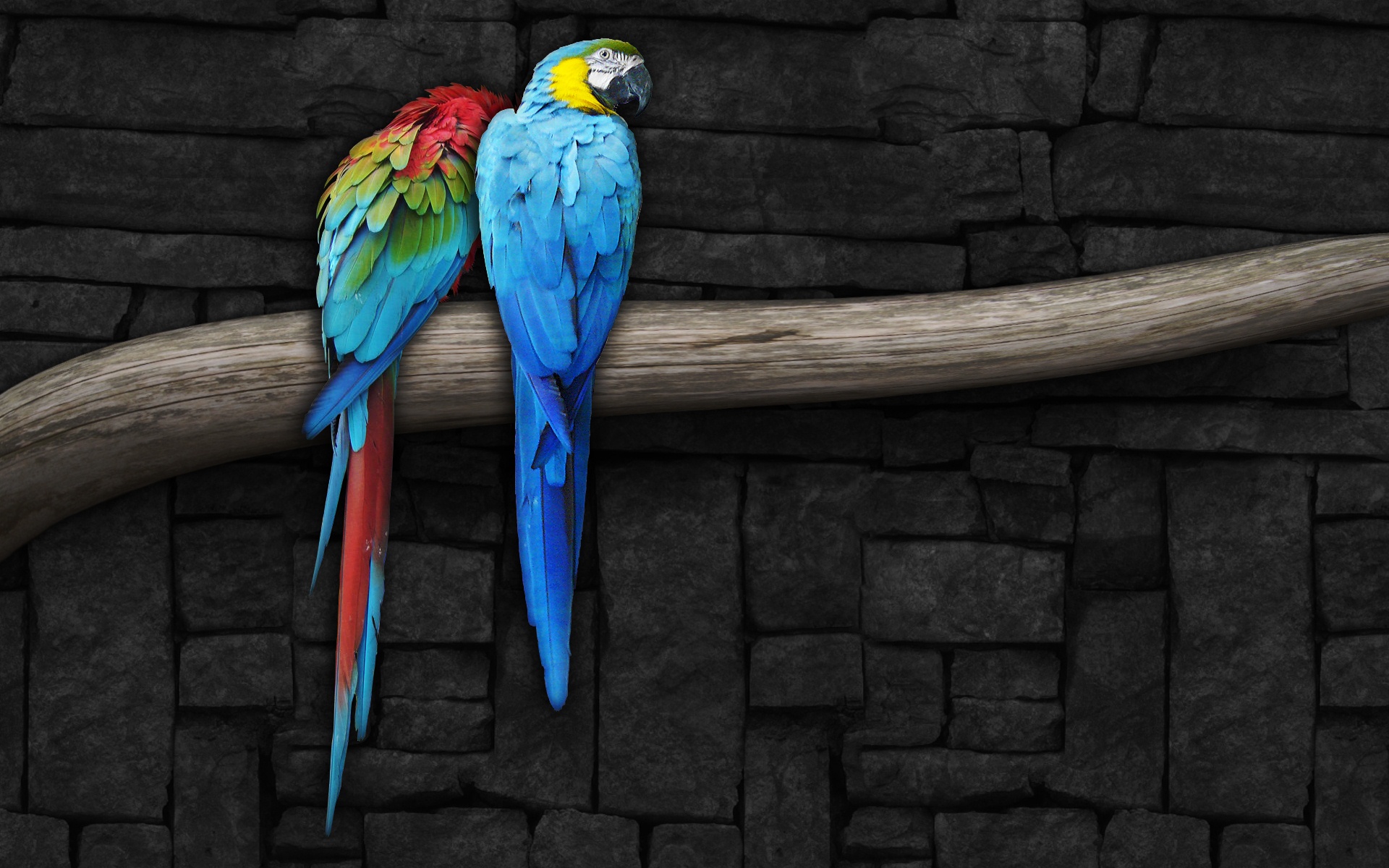 Pair of Parrots746228211